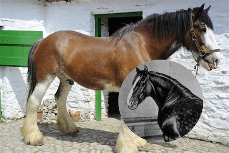 'horse.