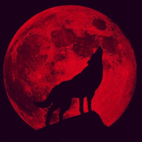 @redwolf.