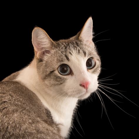 CAT.