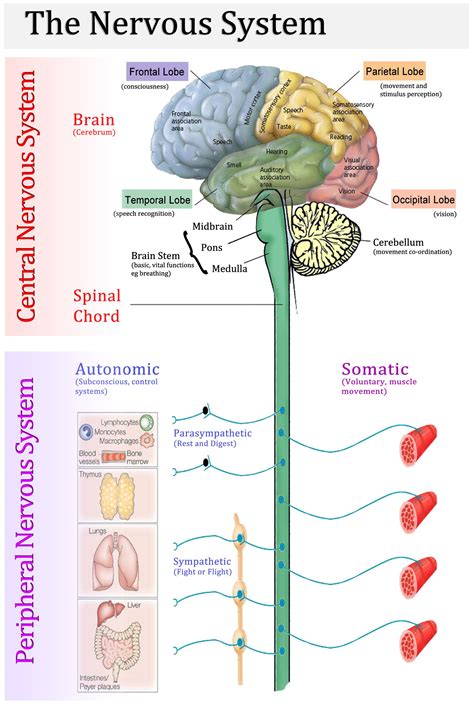 CNS.