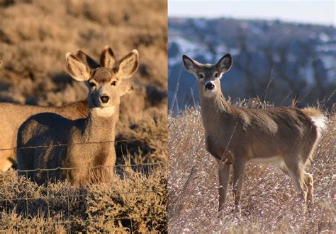DOE.