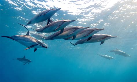 Dolphins.