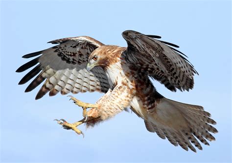 Hawks.