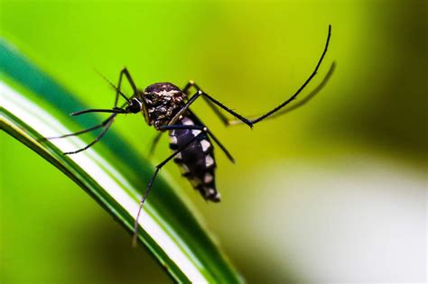Mosquito.