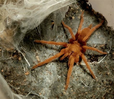 Orphnaecus.