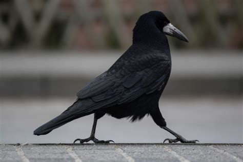 ROOK.