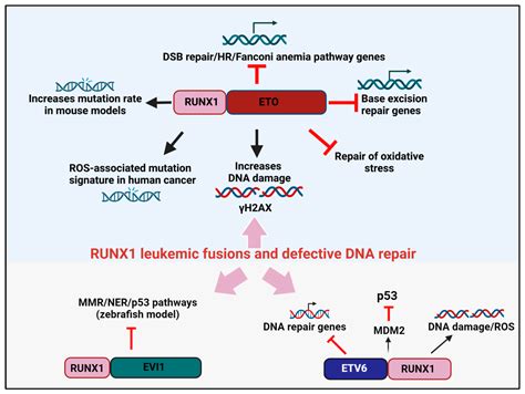 RUNX1.