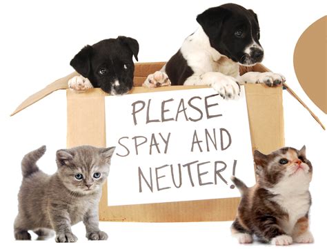 Spay.