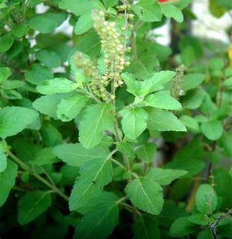 Thulasi.