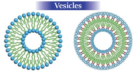 Vesicles.