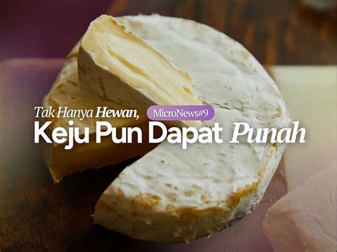 WWW.KEJU.SITE.