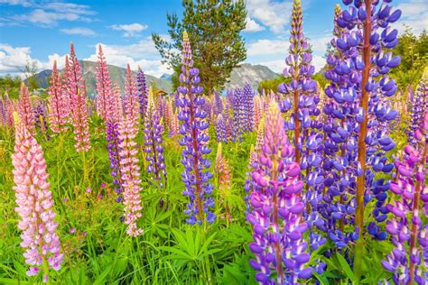 Wildflowers.