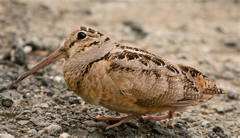 Woodcock.
