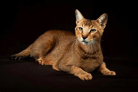 chatusid