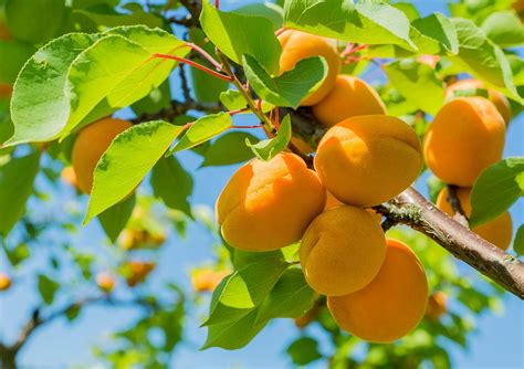 fruit.