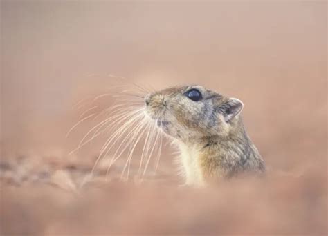 guide/sandtail/muridae.