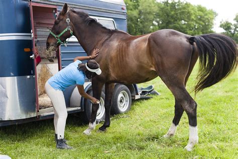 horse.