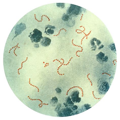 www.pyogenes.com.